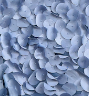 color%PAIR%Delphinium%ITEM%type%PAIR%swatch%DATA%swatch